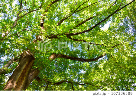 大木　ハルニレ 107336389