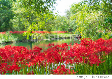 河川環境楽園、満開の彼岸花〈岐阜県各務原市〉 107336582