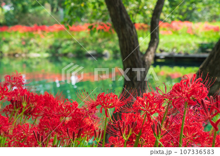 河川環境楽園、満開の彼岸花〈岐阜県各務原市〉 河川環境楽園、満開の彼岸花〈岐阜県各務原市〉 107336583