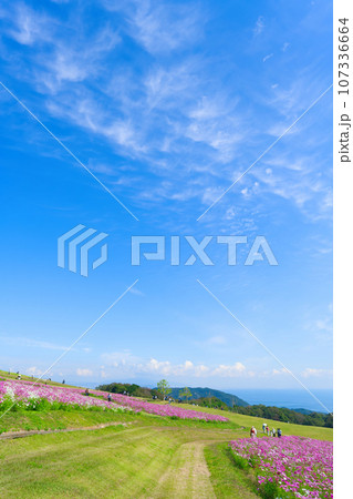 【兵庫県】10月・青空の休日にあわじ花さじきのコスモス畑を観光 107336664