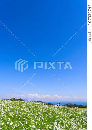 【兵庫県】10月・青空の休日にあわじ花さじきのコスモス畑を観光 107336798