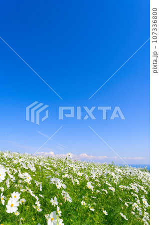 【兵庫県】10月・青空の休日にあわじ花さじきのコスモス畑を観光 107336800