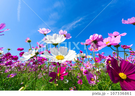 【兵庫県】10月・青空の休日にあわじ花さじきのコスモス畑を観光 107336861