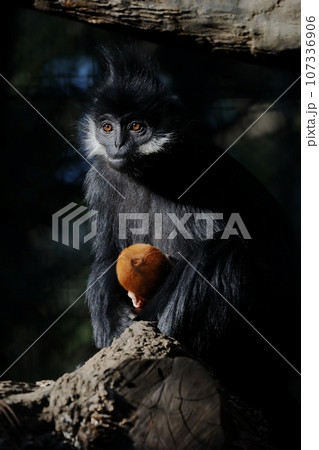 子供を抱くフランソワルトンの母 子供を抱くフランソワルトンの母 107336906