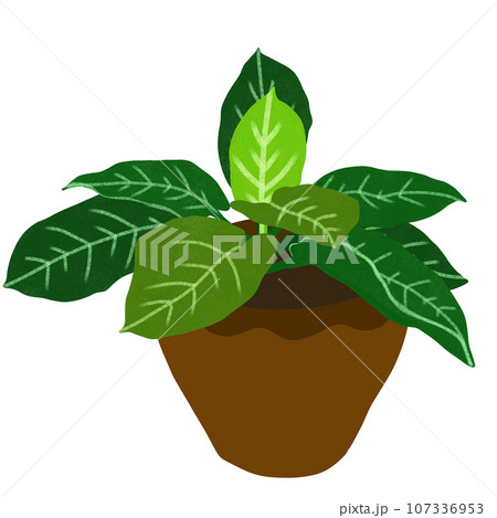 ornamental plant 107336953
