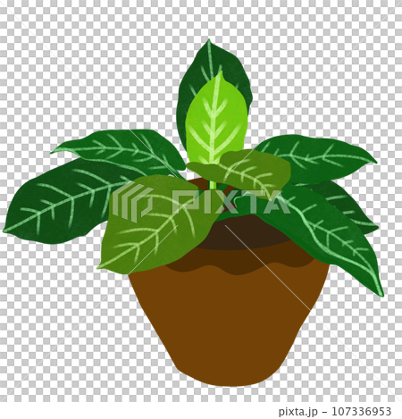ornamental plant 107336953