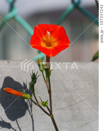 陽を浴びたオレンジ色のマルバルコウソウの花と蕾(丸葉縷紅草の花のクローズアップ) 陽を浴びたオレンジ色のマルバルコウソウの花と蕾(丸葉縷紅草の花のクローズアップ) 107337242