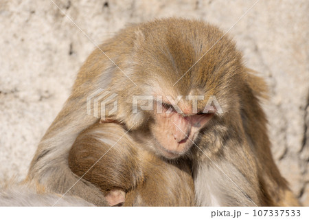 東武動物公園 親子猿 東武動物公園 親子猿 107337533