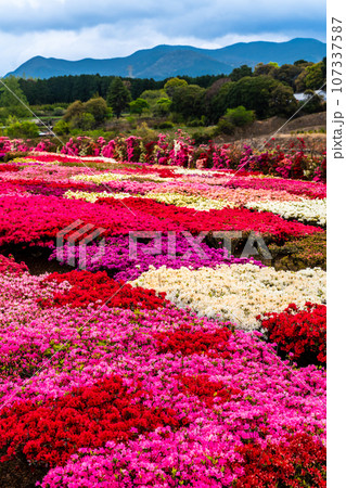 松本ツツジ園のツツジ　【長崎県大村市】 107337587