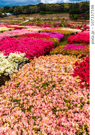 松本ツツジ園のツツジ　【長崎県大村市】 107337596
