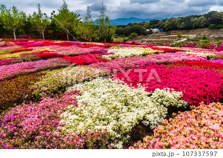 松本ツツジ園のツツジ　【長崎県大村市】 107337597