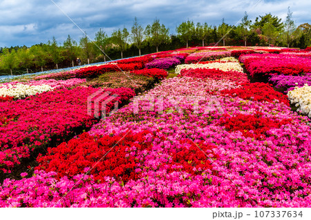 松本ツツジ園のツツジ 【長崎県大村市】 松本ツツジ園のツツジ 【長崎県大村市】 107337634