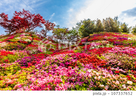 松本ツツジ園のツツジ　【長崎県大村市】 107337652