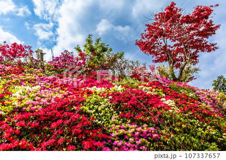 松本ツツジ園のツツジ　【長崎県大村市】 107337657