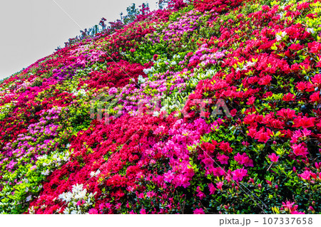 松本ツツジ園のツツジ　【長崎県大村市】 107337658