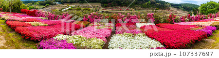 松本ツツジ園のツツジ パノラマ 【長崎県大村市】 松本ツツジ園のツツジ パノラマ 【長崎県大村市】 107337697