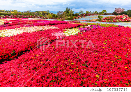 松本ツツジ園のツツジ　【長崎県大村市】 107337713