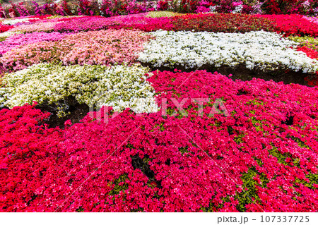 松本ツツジ園のツツジ 【長崎県大村市】 松本ツツジ園のツツジ 【長崎県大村市】 107337725