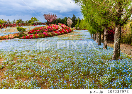 松本ツツジ園のネモフィラとツツジ 【長崎県大村市】 松本ツツジ園のネモフィラとツツジ 【長崎県大村市】 107337978