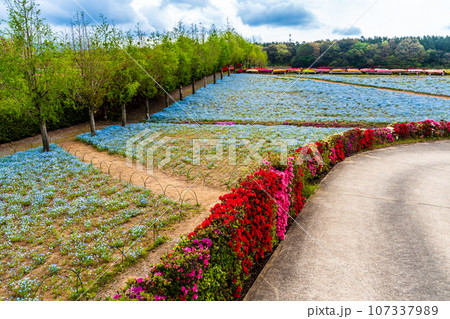 松本ツツジ園のネモフィラとツツジ 【長崎県大村市】 松本ツツジ園のネモフィラとツツジ 【長崎県大村市】 107337989