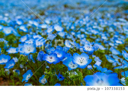 松本ツツジ園のネモフィラ　【長崎県大村市】 107338153