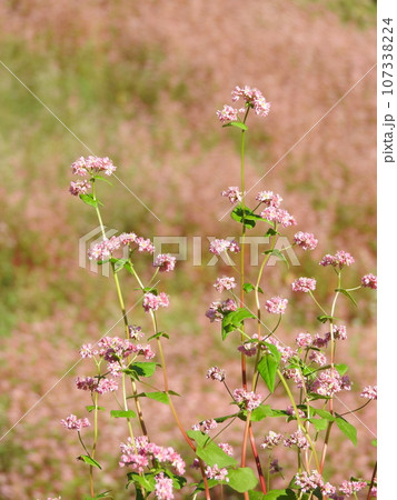 満開の赤そばの花 107338224