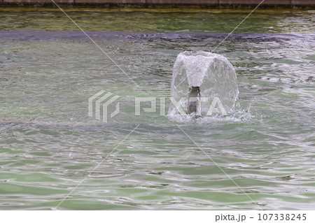 【噴水】公園での休憩に噴水の様子 107338245
