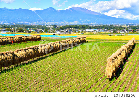 佐久市根岸より浅間山方面を望む(長野県佐久市)【2023.9】 佐久市根岸より浅間山方面を望む(長野県佐久市)【2023.9】 107338256