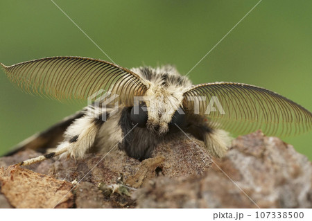 Facial closeup on the black arches or nun moth, Lymantria monacha, sitting on wood in the garden Facial closeup on the black arches or nun moth, Lymantria monacha, sitting on wood in the garden 107338500