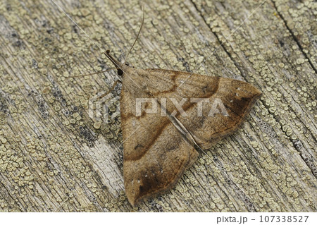 Closeup on the brown snout moth, Hypena proboscidalis sitting on wood Closeup on the brown snout moth, Hypena proboscidalis sitting on wood 107338527