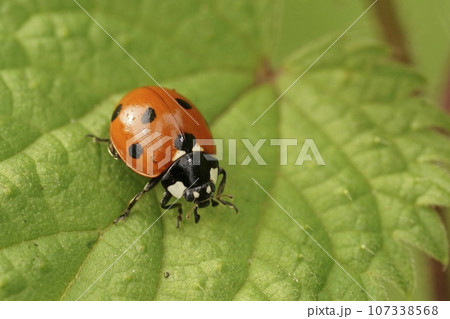 Closeup on the cute red Seven-spotted Ladybird, Coccinella septempunctata sitting on a green leaf Closeup on the cute red Seven-spotted Ladybird, Coccinella septempunctata sitting on a green leaf 107338568