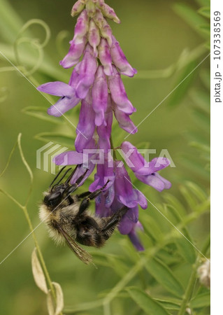 Closeup on an old worker Common carder bee, Bombus pascuorum on purple Bird Vetch wildflower Closeup on an old worker Common carder bee, Bombus pascuorum on purple Bird Vetch wildflower 107338569