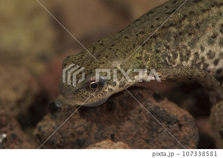 Closeup on a female of the small Italian newt, Lissotriton italicus Closeup on a female of the small Italian newt, Lissotriton italicus 107338581