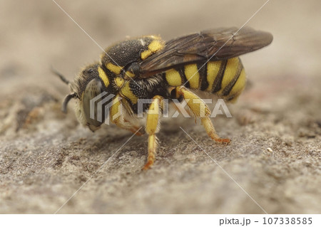 Closeup on a male European Yellow rotund resin bee, Anthidiellum strigatum sitting on the ground 107338585