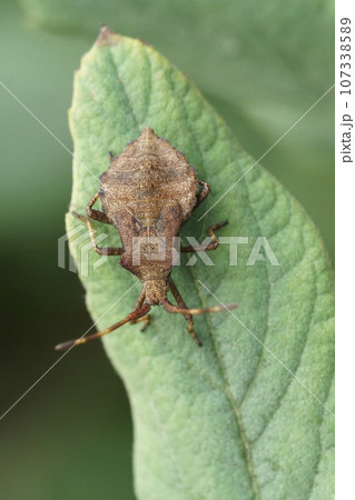 Vertical closeup on an instar nymph of the Dock bug, Coreus marghinatus sitting on a green leaf Vertical closeup on an instar nymph of the Dock bug, Coreus marghinatus sitting on a green leaf 107338589