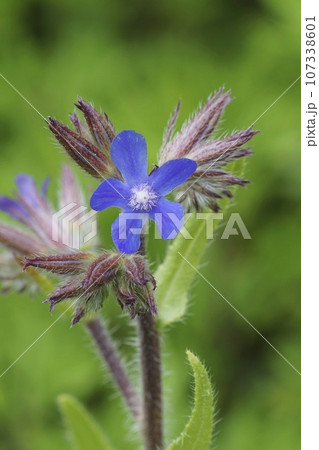 Colorful closeup on the brilliant blue flower of the Italian bugloss wildflower, Anchusa azurea Colorful closeup on the brilliant blue flower of the Italian bugloss wildflower, Anchusa azurea 107338601