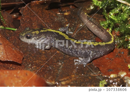 Closeup on a yellow striped long-toed salamander , Ambystoma macrodactylum from Coastal Mid-Oregon 107338606