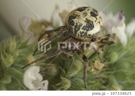 Closeup on a female Furrow orbweaver spider, Larinioides cornutus in vegetation 107338625