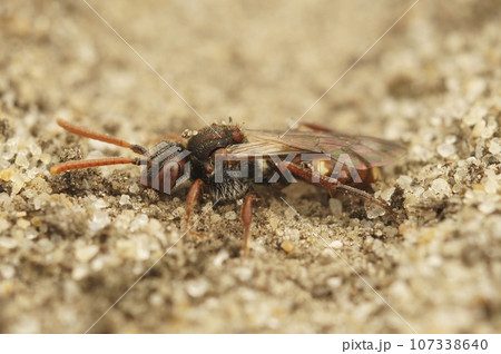 Detailed closeup on a male bear-clawed nomad bee, Nomada alboguttata sitting on the ground Detailed closeup on a male bear-clawed nomad bee, Nomada alboguttata sitting on the ground 107338640