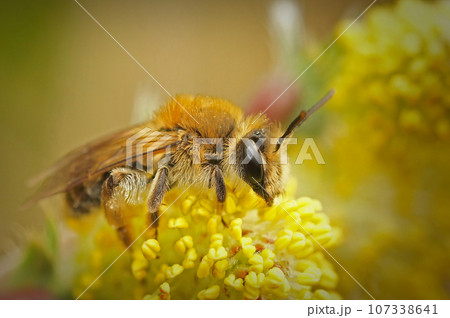 Closeup on a Mellow Miner, Andrena mitis, sitting on top of a male willow, Salix , collecting pollen Closeup on a Mellow Miner, Andrena mitis, sitting on top of a male willow, Salix , collecting pollen 107338641