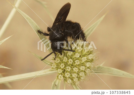 Detailed closeup on a harmless mediterranean scollid wasp , Scolia hirta on field eryngo, Eryngium campestre 107338645