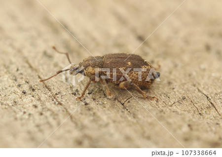 Closeup on a small European weevil species, Strophosoma capitatum sitting on wood 107338664