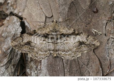 Detailed closeup on a brown geometer moth, Alcis deversata sitting on wood 107338675