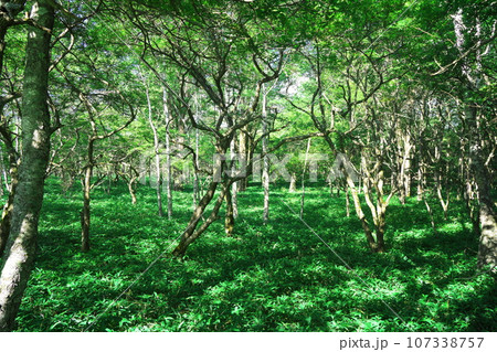夏の戦場ヶ原　木漏れ日の道 107338757