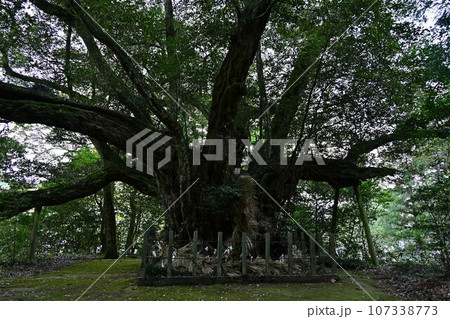 日本一のスダジイ 日本一のスダジイ 107338773
