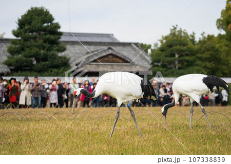 【岡山県】後楽園のタンチョウ園内散策 【岡山県】後楽園のタンチョウ園内散策 107338839