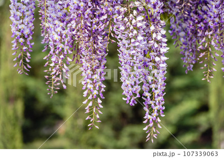 Blooming Wisteria Sinensis with classic purple flowers in full bloom in hanging racemes against a green background. Garden with wisteria in spring. Blooming Wisteria Sinensis with classic purple flowers in full bloom in hanging racemes against a green background. Garden with wisteria in spring. 107339063