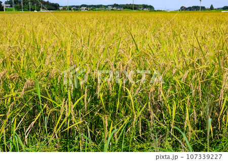 収穫間近の稲 107339227
