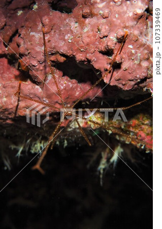 岩の隙間に潜むホシゾラワラエビ　水中写真 107339469