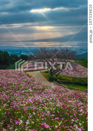 白木峰高原　長崎　諌早　コスモス　 107339810